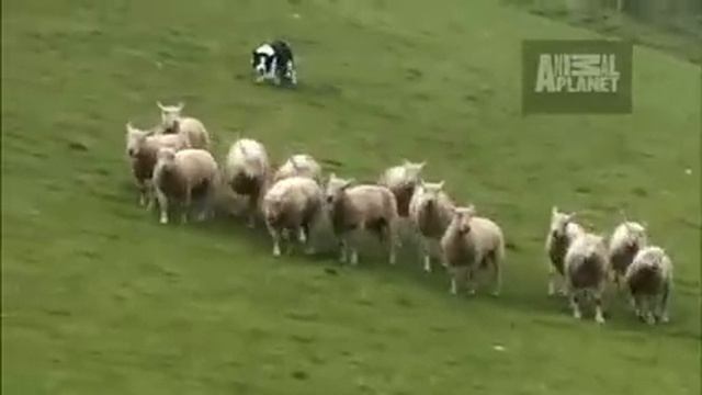 Dogs 101- Border Collie смотреть онлайн