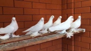 АРМАВИРСКИЕ  КОРОТКОКЛЮВЫЕ БЕЛЫЕ  ГОЛУБИ / PIGEONS / TAUBE