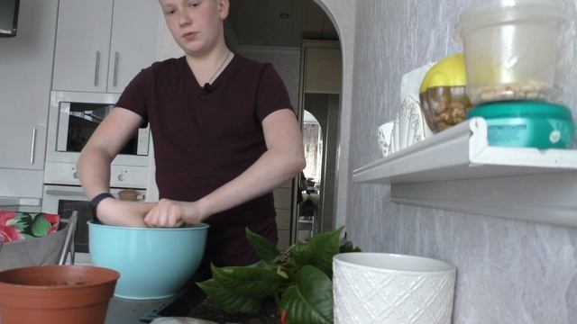 Антуриум Уход, пересадка, полив смотреть онлайн