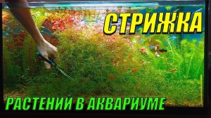Капитальная уборка в аквариуме травнике