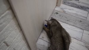 ЗРЯ МЫ ВЫБРОСИЛИ ХАГИ ВАГИ