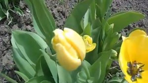тюльпан - хамелеон