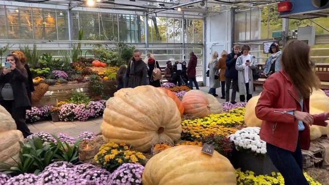 Выставка громадных тыкв в Москве 2021 смотреть онлайн