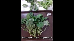 Черенкование пеларгонии!Любимый способ)