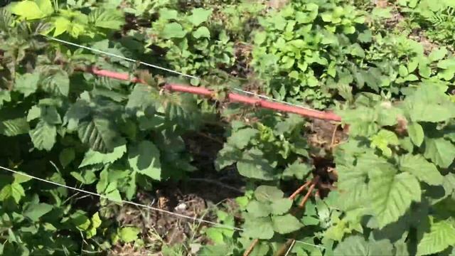 Ежемалина Тайбери. Начало созревания. смотреть онлайн