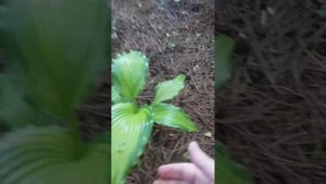 Хосты в саду. Первый год после  посадки. Часть 1