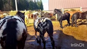 ЛОШАДИ ТЯЖЕЛОВОЗЫ/В ГОСТЯХ У СТОЛЯРСКОГО А.В.