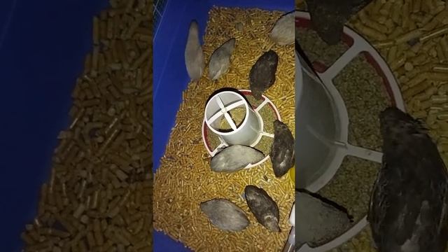 Китайские расписные перепела поют смотреть онлайн