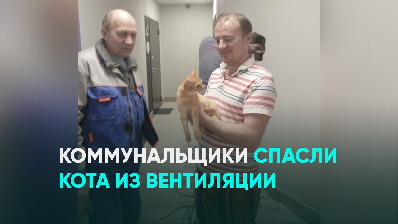 Коммунальщики спасли кота из вентиляции