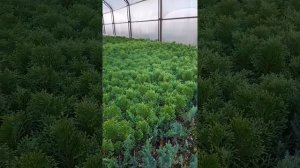 Обзор теплицы для черенкования хвойников.