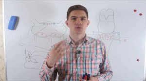 Ядра продолговатого мозга - часть 1