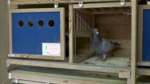 Consanguinité et croisement chez le pigeon voyageur