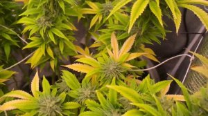Blimburn Seeds Blackberry Moonrocks @ 61 days of flower.