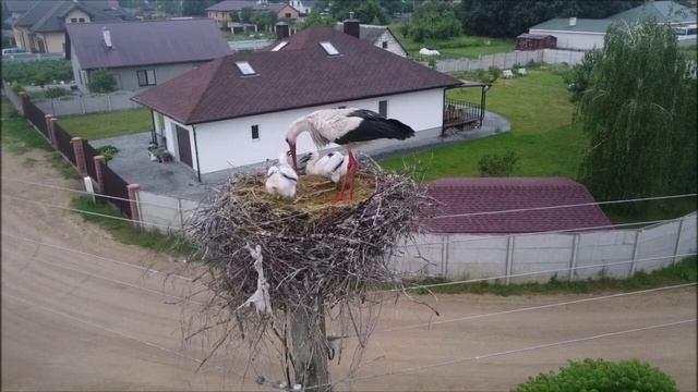 Кормление птенцов аиста
