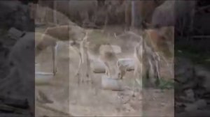 Рыбы, птицы и звери   2