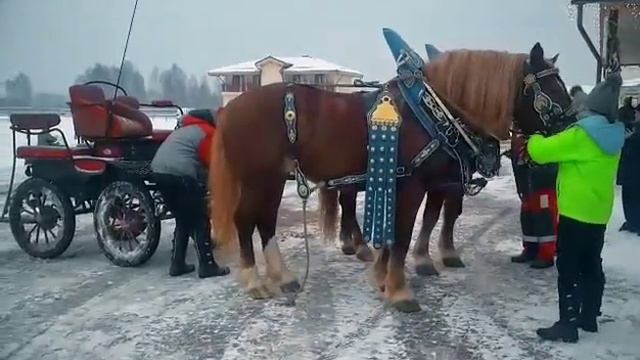 Советские тяжеловозы в баварской упряжи смотреть онлайн