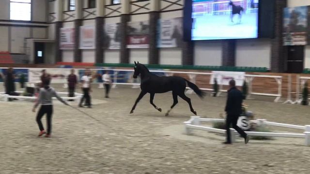 Ахалтекинский жеребец Гарадоган-Ниса 2013г.р. Линии Гундогара смотреть онлайн