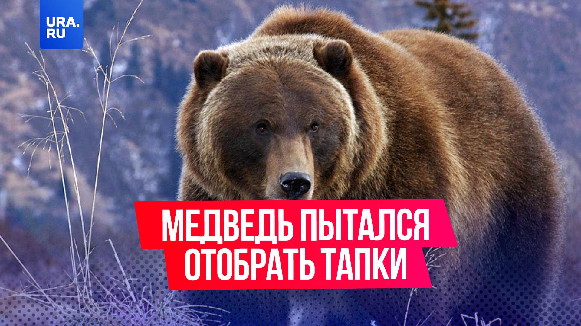 Медвежонок попытался отобрать тапки у мужчины