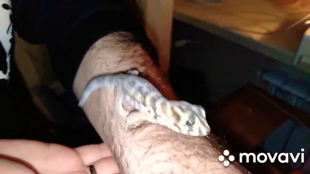 Новогодняя обстановочка у ящерок. Сцинковый геккон -Геша на прогулочке) смотреть онлайн