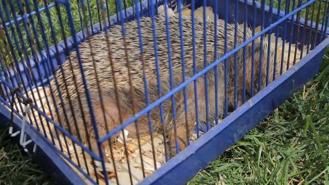 Все О Домашних Животных: Нашли Юннаты Ёжика смотреть онлайн