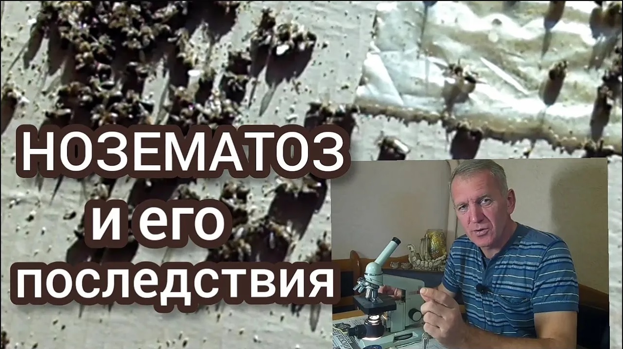 Нозематоз пчел. Как самому сделать анализ пчел. смотреть онлайн