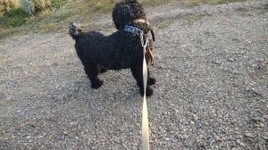 Черный русский терьер Нора. Прогулка.