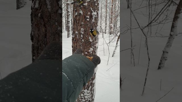 Синички едят орешки пока белок нет.