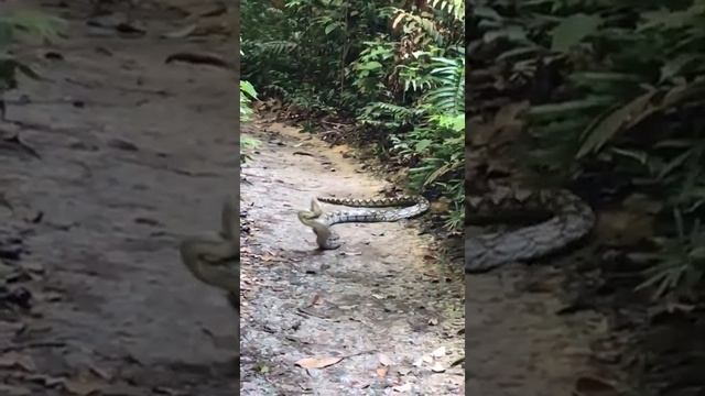 King Cobra vs Reticulated Python at MacRitchie, Singapore