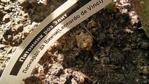 Роза China Girl от Тимофея.