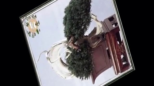 Bonsai 60 образов бонсай в стиле Кенгай (Kengai)