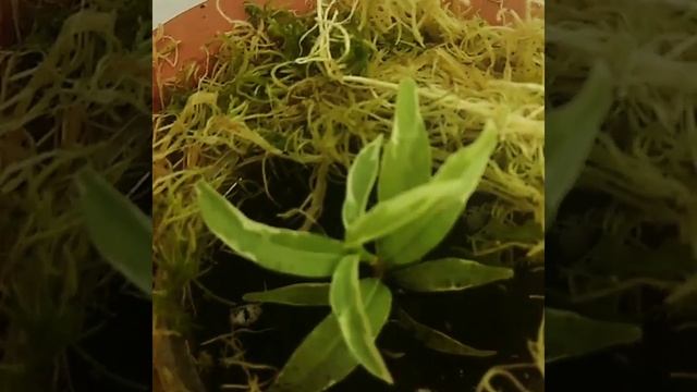 Wrightia Sp T01 Albomargina  Dwarf#комнатныецветы #цветоводство#цветы #продажацветов