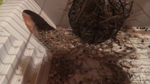 Как понять что крольчиха строит гнездо, беременна. Готовится к родам