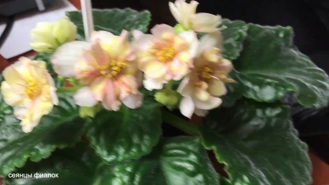 Сеянцы фиалок в работе из коллекции Фиалковода. 20 февраля 2019 года смотреть онлайн