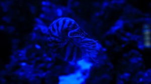 Наутилус - интересные факты