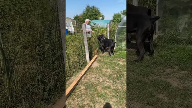 В итоге Талисман съел и за себя и за Троя 🤣#tttt #cane #canecorso #канекорсо #canecorsoitaliano