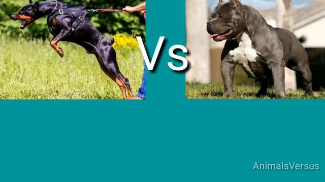 Доберман против Питбулья! КТО СИЛЬНЕЕ?
Doberman VS Pitbull! WHO IS STRONGER? смотреть онлайн