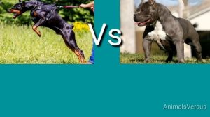 Доберман против Питбулья! КТО СИЛЬНЕЕ?
Doberman VS Pitbull! WHO IS STRONGER?