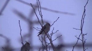 Зимнее лакомство, шефердия серебристая.