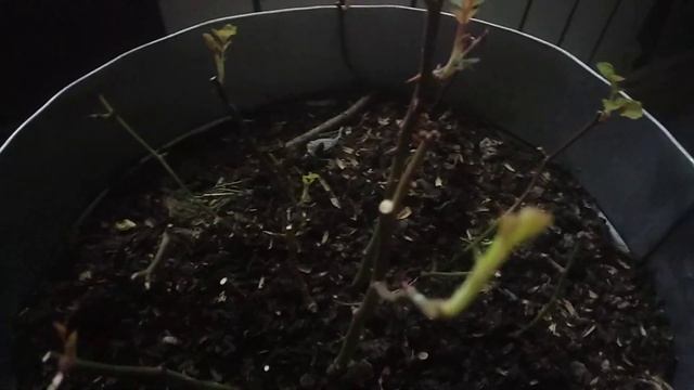 Мини розы дома осенью смотреть онлайн