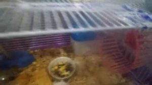 Как я устроила клетку хомякам чтобы они не дрались