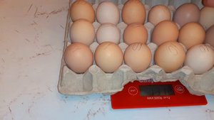 Яйца кур породы юрловская голосистая