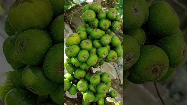 😍AMAZING FIG TREE FRUITS OF THE PHILIPPINES