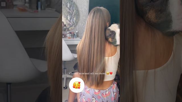 🥹❤️ #амстаффраф #стаф #стафф #лайф #собака #амстаф #стаффорд #стаффи #амстафф #щенок #уссурийск смотреть онлайн