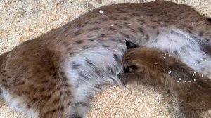 РЕАКЦИЯ РЫСЕЙ НА СВОЕГО И ЧУЖОГО КОТЁНКА / Вспомнят ли большие кошки своих рысят?