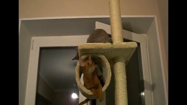 Новая лазилка смотреть онлайн