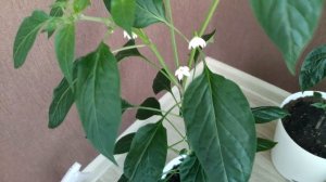 Перцы чили сбрасывают бутоны. Выращивание острых перцев в квартире.