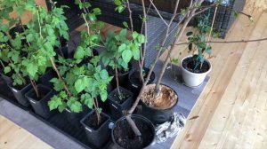 Обзор плодово - ягодных культур. Яблони, груши, вишни, черешня и малина. Самые урожайные сорта.