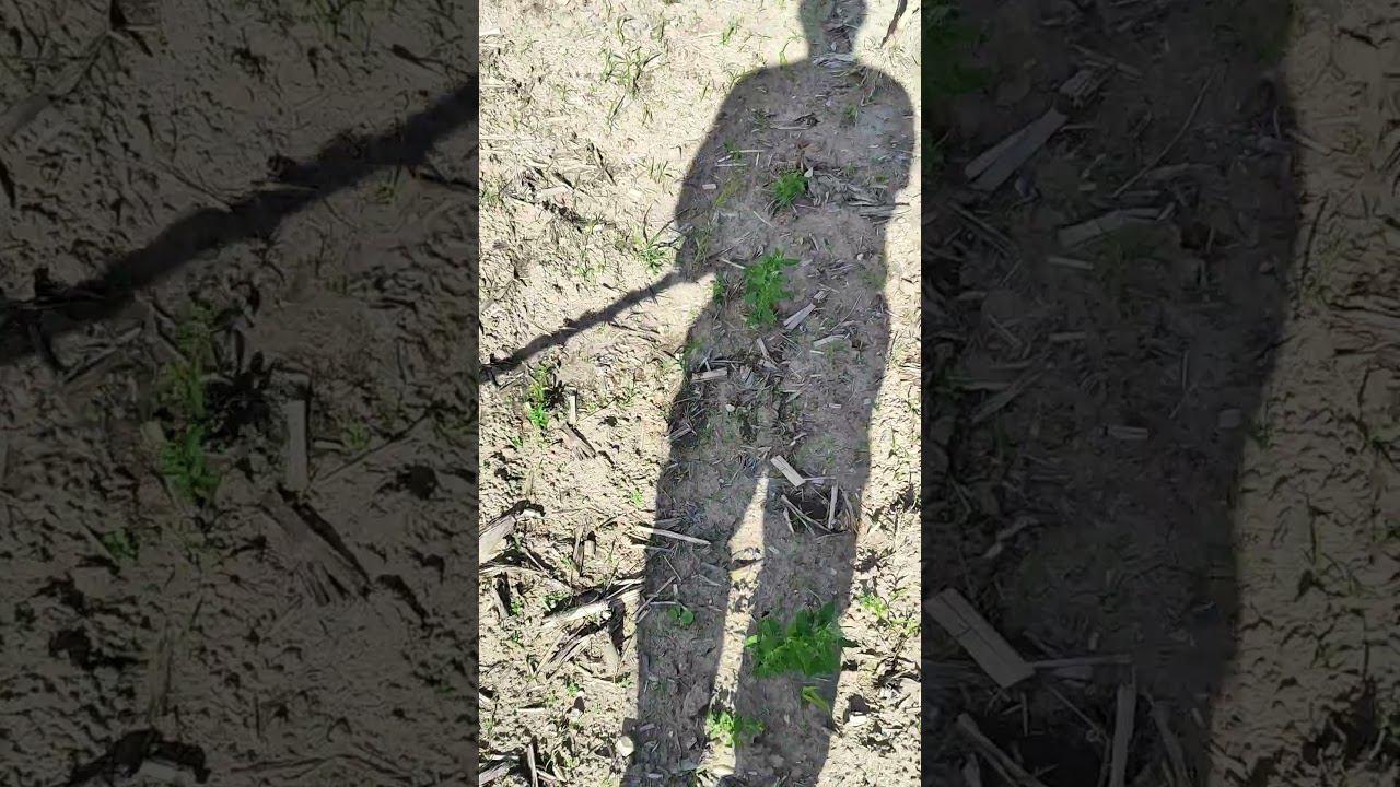 Металлокоп!!! дело труба!!! смотреть онлайн