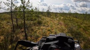 Оршанский мох