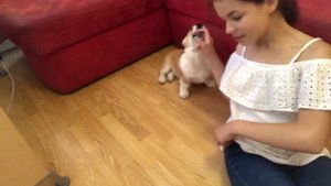 ?КОМАНДА ЛЕЖАТЬ? ЩЕНОК КОРГИ?